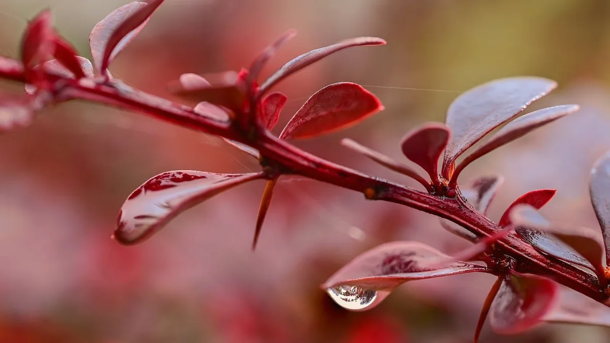 japanese barberry, barberry, burgundy, autumn, garden, rain, color, foliage, nature, thorn